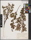 Foto von Salix aurita L. x Salix repens L.